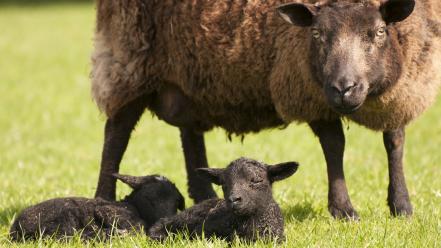 Grass sheep lambs baby animals wallpaper