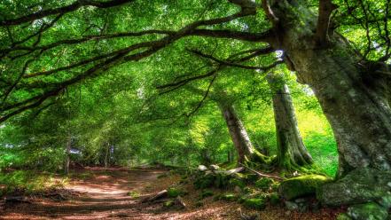 Green nature trees pathway wallpaper