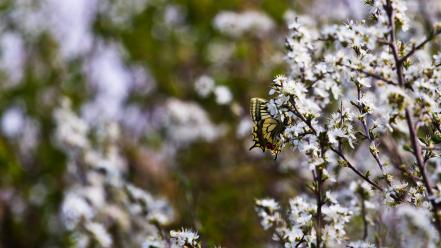 Insects bokeh depth of field white butterflies wallpaper