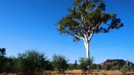 Landscapes nature trees australia skies wallpaper