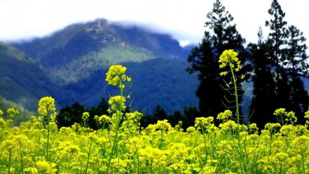 Mountains clouds landscapes nature trees flowers hills yellow wallpaper