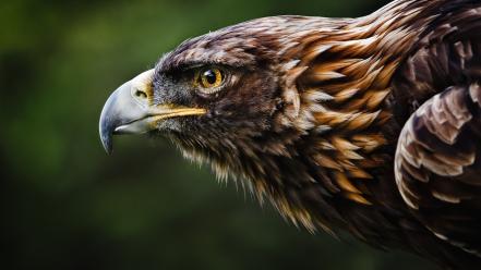 Nature birds animals eagles golden eagle wallpaper