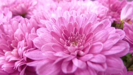 Nature flowers pink makro wallpaper