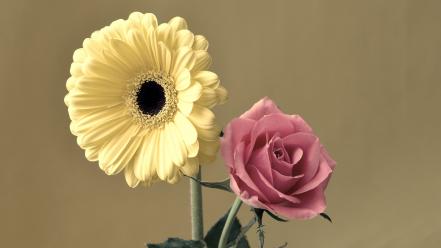 Nature flowers yellow pink roses wallpaper