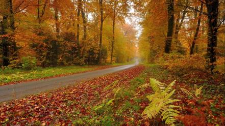 Nature trees autumn forests orange leaves roads wallpaper