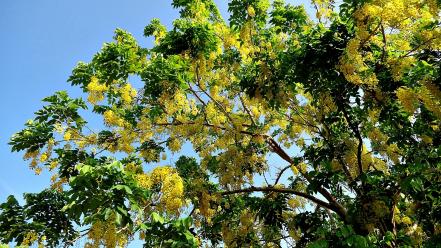 Nature trees flowers yellow sunlight skies wallpaper