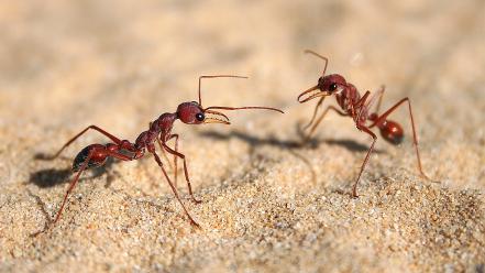Sand insects ants macro australia hymenopthera myrmecia gulosa wallpaper