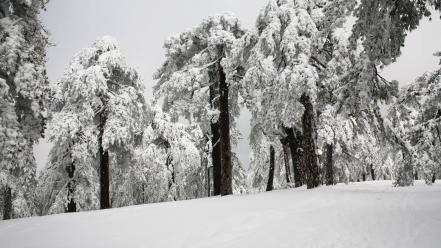 Snow trees cyprus troodos wallpaper