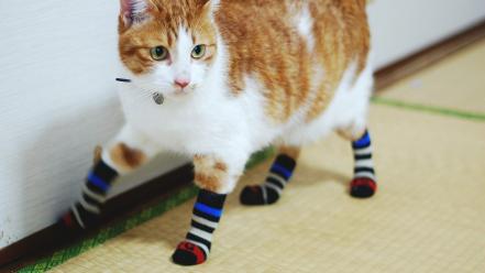 Socks pets stripes domestic cat striped legwear wallpaper