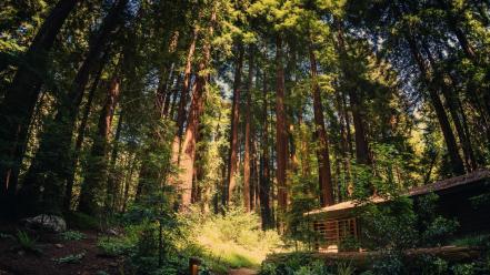 The woods california giants national park redwoods wallpaper