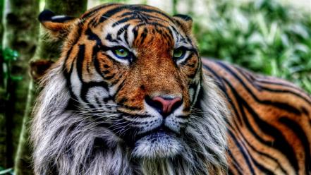 Theme animals jungle king tigers wallpaper
