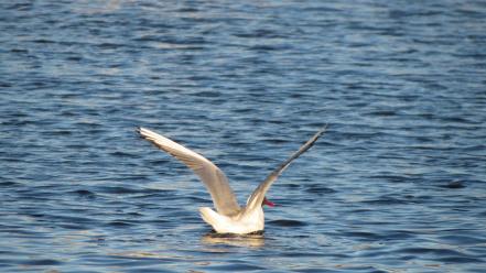 Water nature wings birds seagulls rivers wallpaper