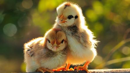 Birds chicks (chickens) baby wallpaper