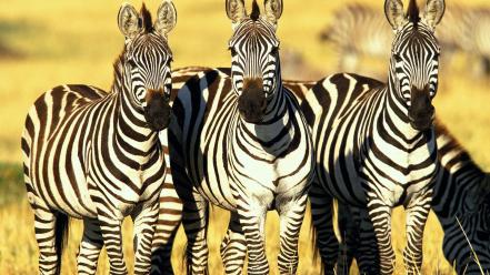 Burchells zebras masai mara kenya wallpaper