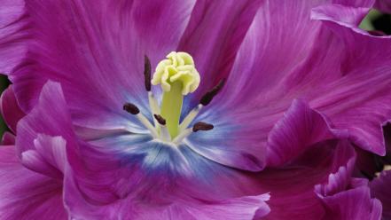 Close Up Of A Purple Tulip wallpaper