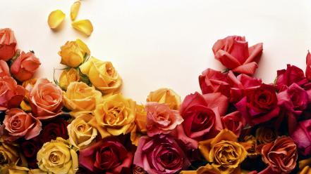 Colors Of Roses wallpaper