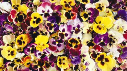 Flowers pansies background johnny jump up wallpaper