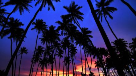 Sunset palm trees wallpaper