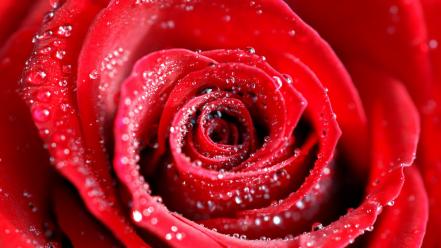 Water Drops On Red Rose wallpaper