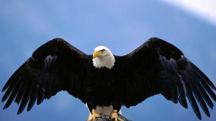 Wingspan bald eagle wallpaper