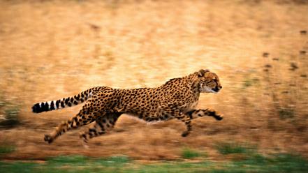 Animals cheetahs running wallpaper
