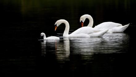 Birds family animals swans baby wallpaper