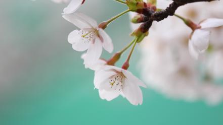 Cherry blossoms macro wallpaper