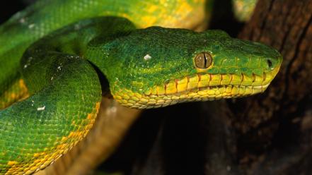 Green animals snakes reptiles wallpaper