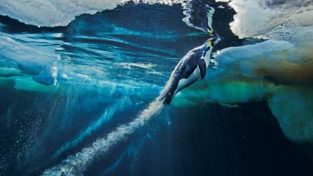 Ice nature penguins national geographic launch underwater speed wallpaper