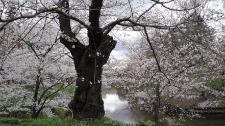 Japan cherry blossoms flowers sakura spring wallpaper