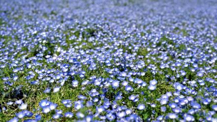 Japan flowers depth of field blue wildflowers wallpaper