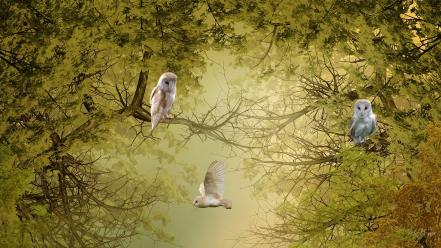 Nature trees birds owls wallpaper