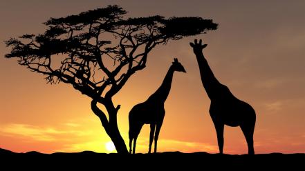 Sunset animals silhouettes giraffes wallpaper