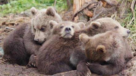 Animals cubs bears baby wallpaper