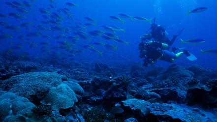 Animals diver fish coral scuba diving exploration wallpaper