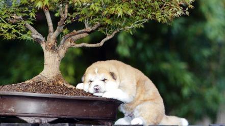 Animals dogs young funny bonsai akita asleep wallpaper
