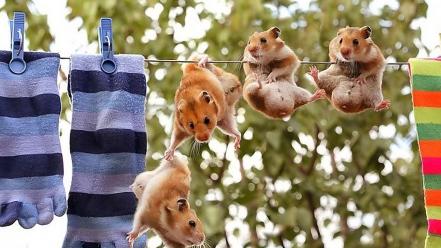 Animals funny hamsters national wallpaper
