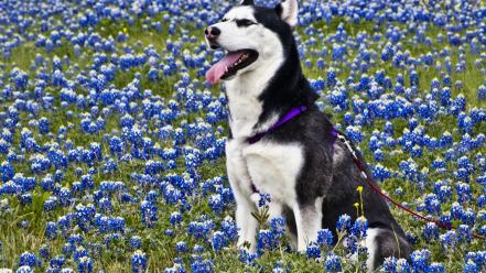 Animals husky blue flowers wallpaper