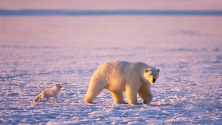 Animals snow landscapes polar bears baby wallpaper