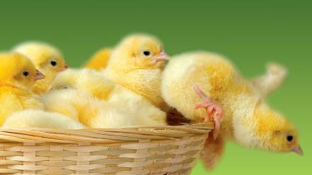 Birds animals chickens baskets chicks (chickens) baby wallpaper