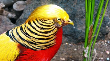 Birds animals golden pheasant wallpaper