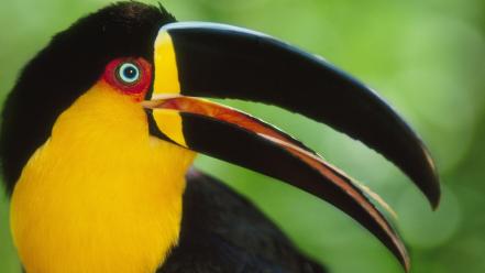 Birds toucans wallpaper