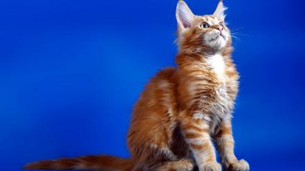 Cats animals blue background looking up lifestyle news wallpaper