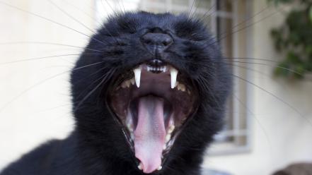 Cats animals tongue teeth wallpaper