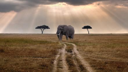 Clouds landscapes nature animals elephants african wallpaper