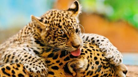 Family animals leopards baby wallpaper