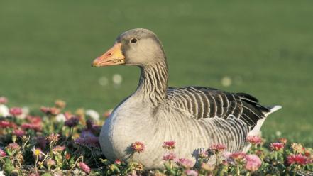 Flowers birds animals geese wallpaper