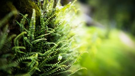Green grass switzerland macro ferns wallpaper