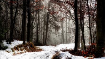 Landscapes nature winter snow trees forests fog november wallpaper