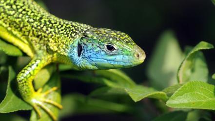 Leaf animals lizards reptiles wallpaper